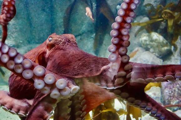 Octopus vs. Crab: Who Wins? - NewsBreak