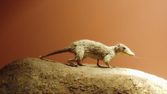 7 Prehistoric Animals That Survived the Asteroid – And Their ...