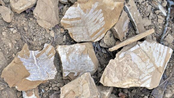 Decoding the Dino Diet: What Ancient Plants Tell Us About Prehistoric ...