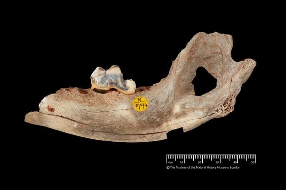 Ancient Tribe Inuit: Dna Origins Analysis – URED