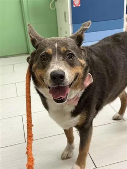 🐶 Playful, Loyal & Loving Dogs Ready for Adoption in Largo - NewsBreak