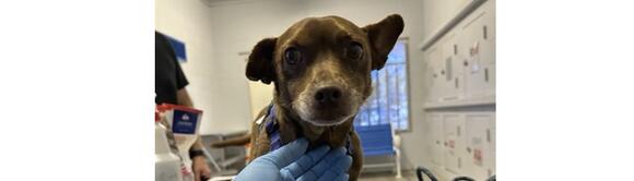 Lost dog at Front Street Animal Shelter - NewsBreak