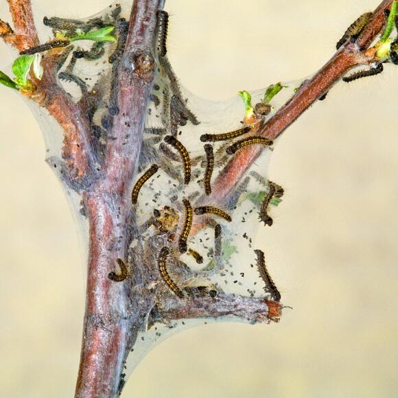 How To Identify And Control Western Tent Caterpillars
