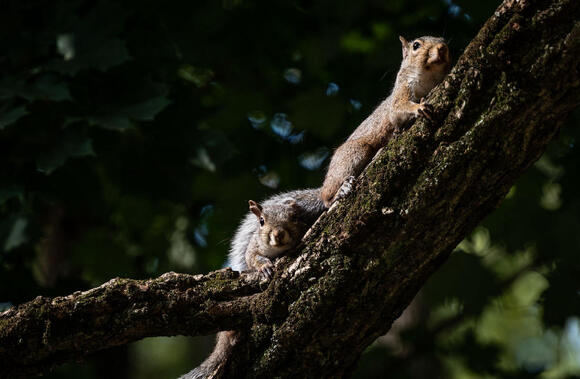 13 Animals That Prepare for Snow Days Before It Falls - NewsBreak