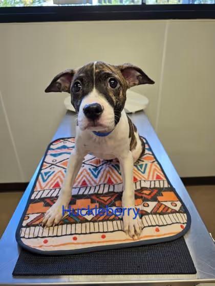 🐶 Playful Pit Bull Puppies Ready for Adoption in Burton, MI - NewsBreak