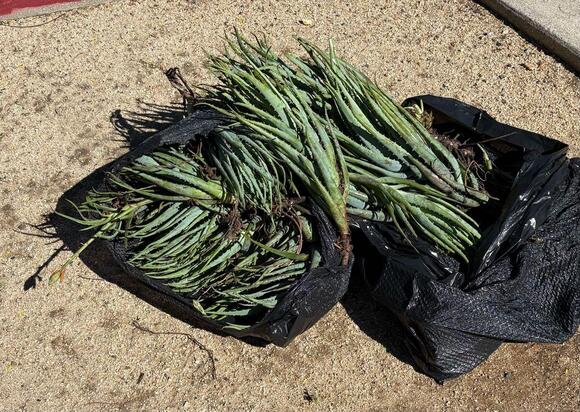 🎁 Community Freebies Around Santa Barbara — Plants, Furniture & More ...