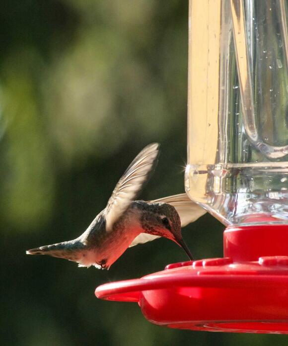 Should a Humming Bird Feeder Be Covered or Shaded: Essential Tips