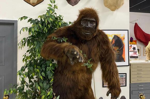 Bangor Welcomes The World's Largest Cryptozoology Museum With Rare ...