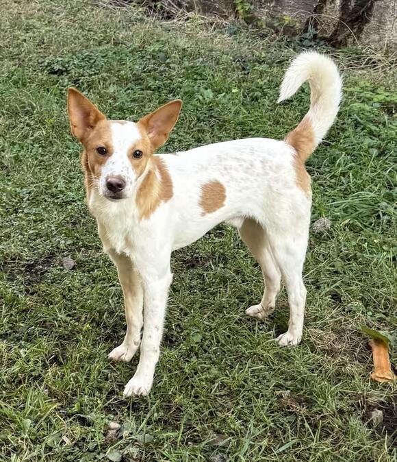 🐶 Playful, Gentle & Loyal Dogs Ready for Adoption in South Bend - NewsBreak