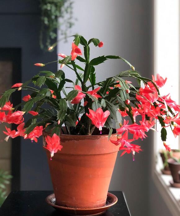 What Your Christmas Cactus Needs in October – 5 Simple Steps for a ...