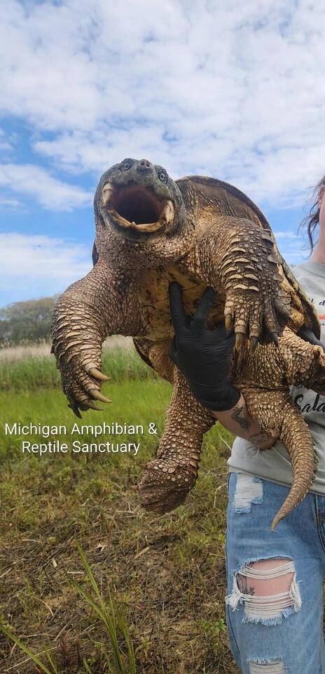 Massive Snapping Turtle is Released After Lake Michigan Rescue - NewsBreak