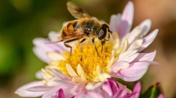 These Incredible Insects Are Essential for a Healthy Garden Ecosystem ...