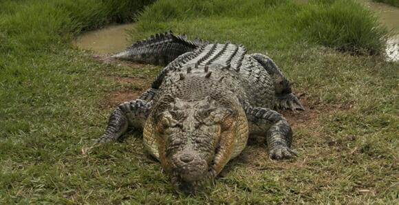 Meet ‘Dominator’ – The Largest Crocodile In The World, And As Big As A