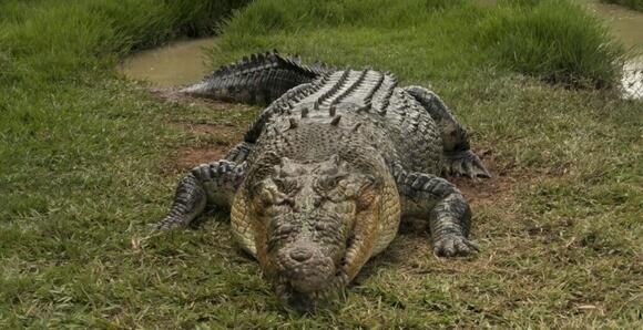 Meet ‘Dominator’ – The Largest Crocodile In The World, And As Big As A ...