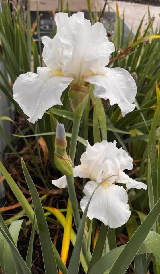 🎁 Free Garden Plants & Handy Supplies Around Reston - NewsBreak
