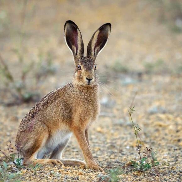 15 Animals with Big Ears (and Why They Have Them) - NewsBreak