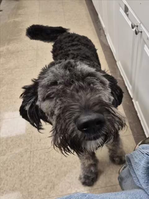 🐶 Playful, Shy & Sweet Dogs Ready for Adoption in Loveland - NewsBreak