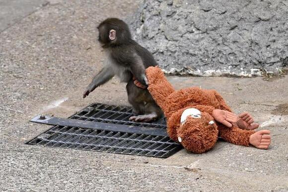 American tourists arrested for breaking into baby monkey Punch’s ...