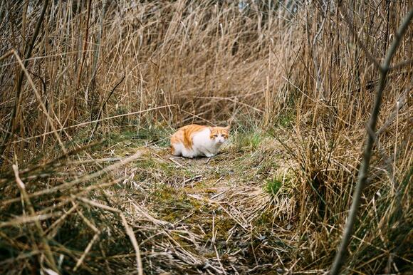 How Cats Helped Control Disease Outbreaks in History - NewsBreak
