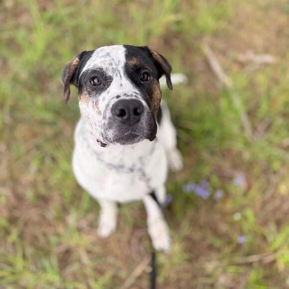 🐶 Gentle, Playful Dogs in Bellingham Looking for New Homes - NewsBreak