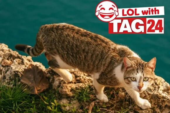 Joke of the Day for February 7, 2026: A kitty silly for Caturday ...