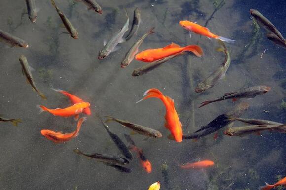 The Common Belief About Goldfish Memory That Science Has Fully Debunked ...