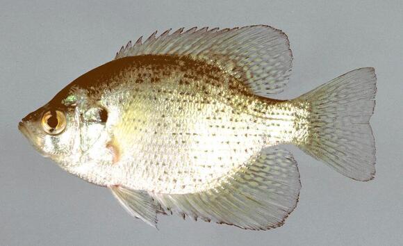 28 Types of Sunfish: Complete Species Identification Guide - NewsBreak