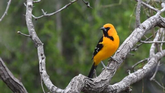 What Makes Texas The #1 Hotspot for Birdwatching in America - NewsBreak