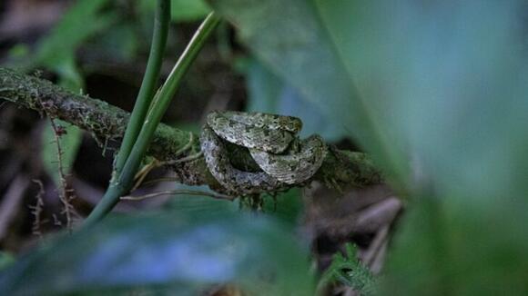 Why Do Some Snakes Play Dead? - NewsBreak