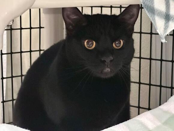 🐱 Friendly Cats Waiting for Adoption in Raleigh, NC - NewsBreak