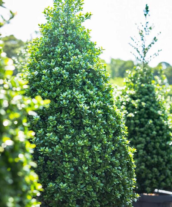 Best container plants for privacy  5 beautiful plants for instant screening  and gentle structure - NewsBreak
