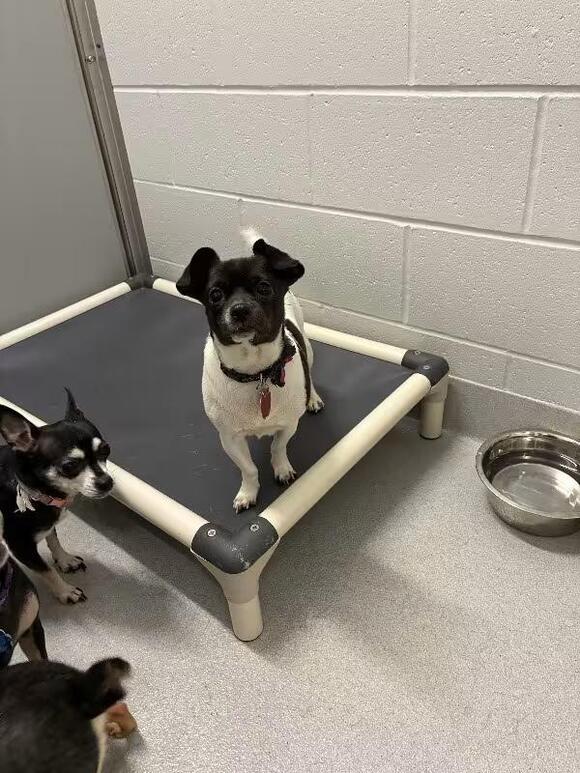 🐶 Sweet Small Dogs Waiting for Adoption in Rochester - NewsBreak