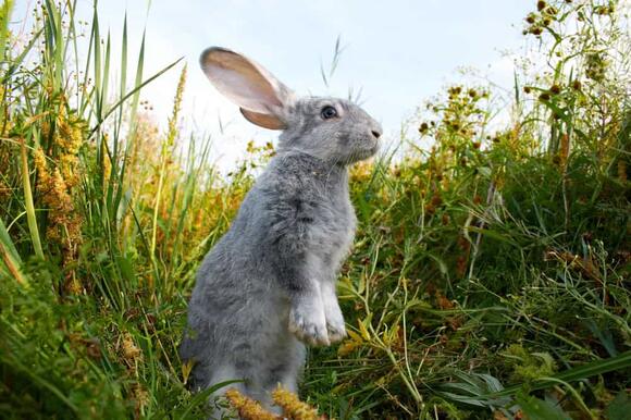 The Science Behind a Rabbit’s Thump - NewsBreak