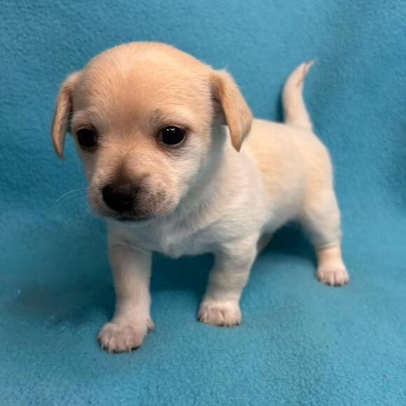 🐶 Playful Chihuahua Dogs Ready for Adoption in Smyrna, GA - NewsBreak