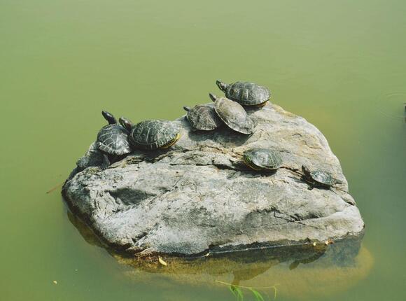 What Do You Call a Group of Turtles? The Answer Sounds Like Something ...
