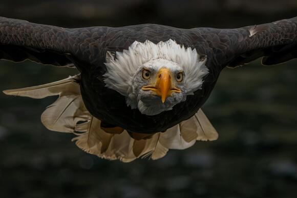 20-things-bald-eagles-do-that-make-them-supreme-hunters-newsbreak