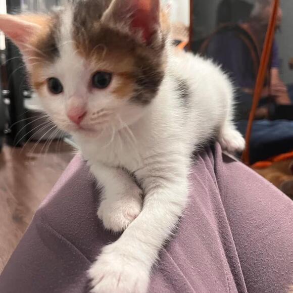 🐱 Playful & Gentle Cats Ready for Adoption in Wichita - NewsBreak