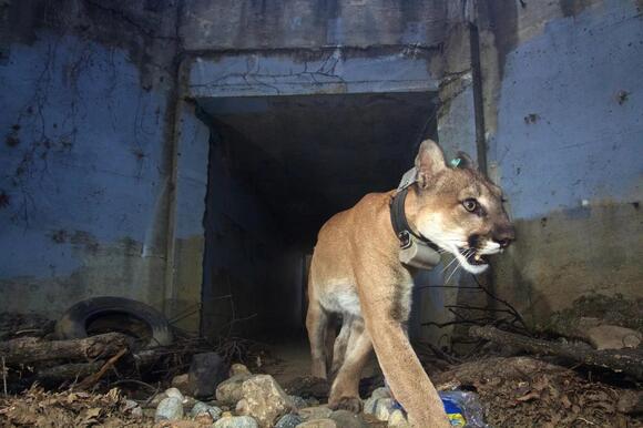 The Rise of Urban Leopards — Big Cats Are Adapting Faster Than We ...