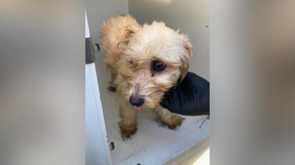 Officer rescues puppy from compacting trash can, then adopts him ...