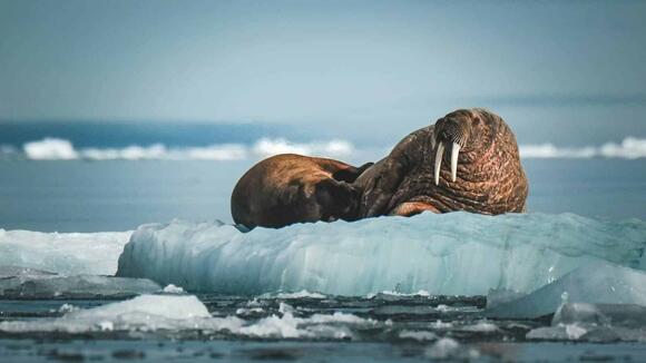 Why Walruses Use Their Tusks to Climb Ice - NewsBreak
