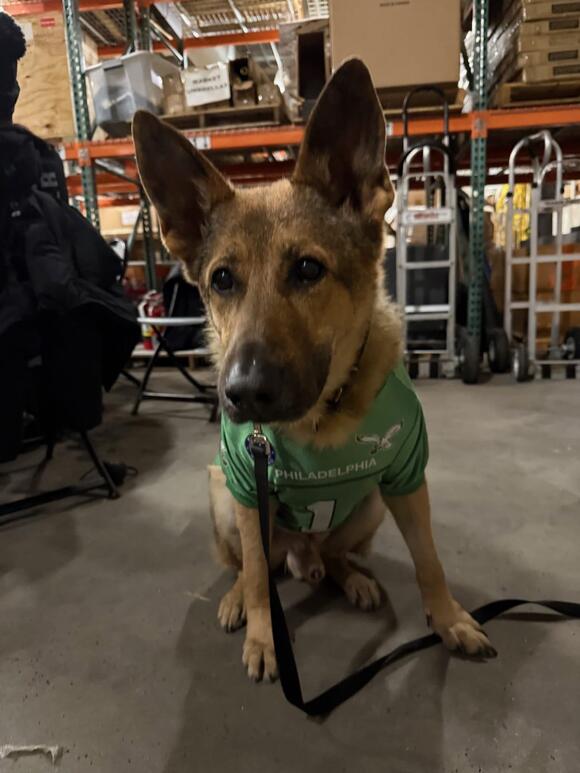 Retired Heroes: What Happens to Police Dogs After Service - NewsBreak