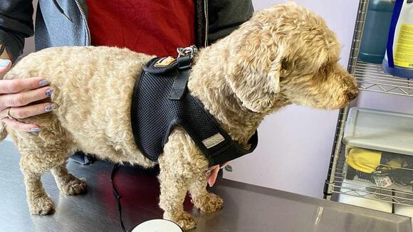 Local 14lb Cockapoo Mix Pup is Searching For New Home Due to Owner ...