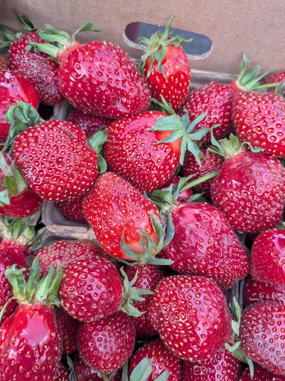 what-to-know-about-buying-strawberries-in-june-newsbreak