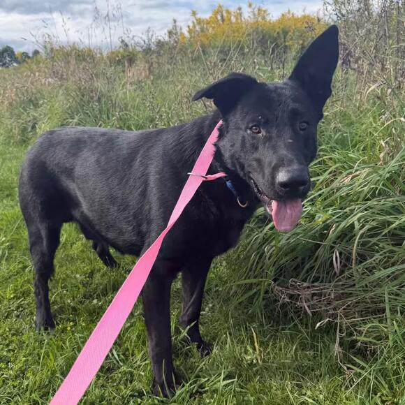 🐶 Playful & Loving Dogs Waiting for Adoption in East Smithfield - NewsBreak