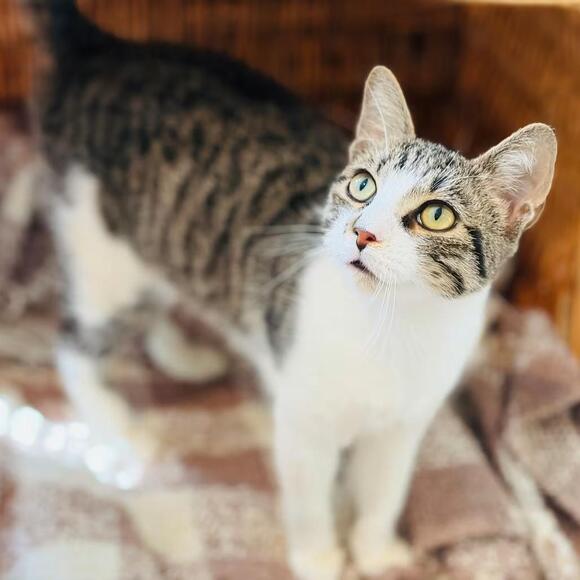 🐱 Playful & Sweet Cats Waiting for Adoption in Harrisburg PA - NewsBreak