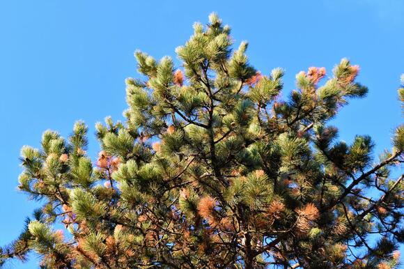 ⁠Official 2026 Capitol Christmas Tree Tour Route - NewsBreak