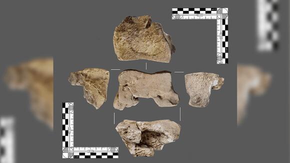 2,200-Year-Old Bone Unearthed In Spain May Be First Direct Evidence Of ...