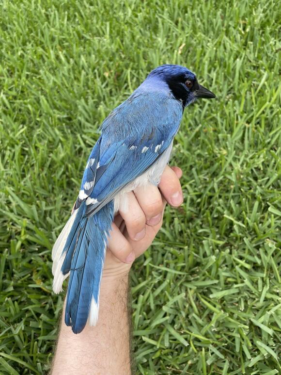 Meet The "Grue Jay" A Bizarre Rare Bird Spotted In Texas Is A Unique
