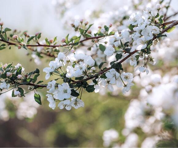 Don’t Be Fooled by This Warm Spell – ‘False Spring’ Could Wipe Out Your ...