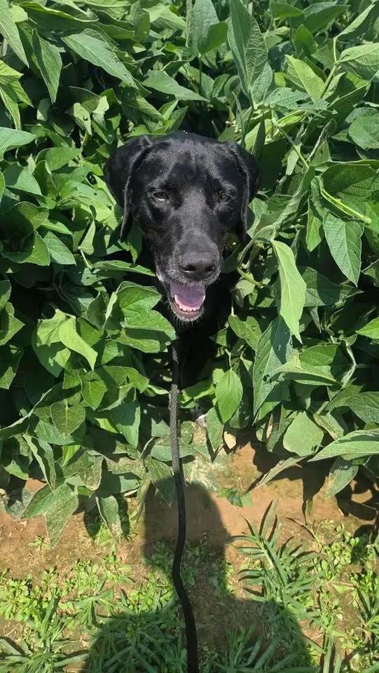 🐶 Evansville Dogs Ready for Adoption and Foster Homes - NewsBreak